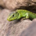 Zauneidechse (Lacerta agilis) Männchen