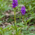 Mannsknabenkraut (Orchis mascula)