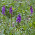 Mannsknabenkraut (Orchis mascula)