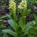 Blasses Knabenkraut (Orchis pallens)