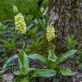 Blasses Knabenkraut (Orchis pallens)