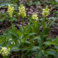 Blasses Knabenkraut (Orchis pallens)