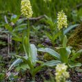 Blasses Knabenkraut (Orchis pallens)