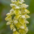 Blasses Knabenkraut (Orchis pallens)