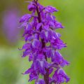 Mannsknabenkraut (Orchis mascula)