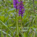 Mannsknabenkraut (Orchis mascula)