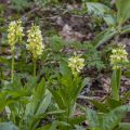 Blasses Knabenkraut (Orchis pallens)