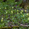Blasses Knabenkraut (Orchis pallens)