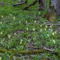 Blasses Knabenkraut (Orchis pallens)