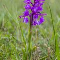 Kleines Knabenkraut (Orchis morio)