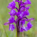 Kleines Knabenkraut (Orchis morio)