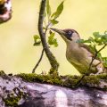 Grünspecht (Picus viridis) Weibchen