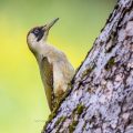 Grünspecht (Picus viridis) Weibchen
