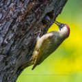 Grünspecht (Picus viridis) Weibchen
