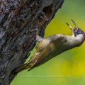 Grünspecht (Picus viridis) Weibchen