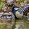 Kohlmeise (parus major)