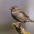 Haussperling (Passer domesticus) Weibchen