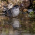 Mönchsgrasmücke (Sylvia atricapilla) Männchen, badend
