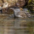 Mönchsgrasmücke (Sylvia atricapilla) Männchen, badend