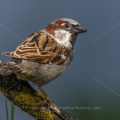 Haussperling (Passer domesticus) Männchen