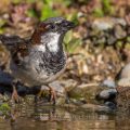 Haussperling (Passer domesticus) Männchen
