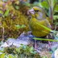Grünfink (Carduelis chloris) Männchen