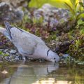Türkentaube (Streptopelia decaocto)