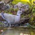 Türkentaube (Streptopelia decaocto)