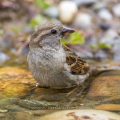 Haussperling (Passer domesticus) Weibchen