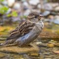 Haussperling (Passer domesticus) Weibchen