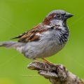 Haussperling (Passer domesticus) Männchen