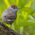 Mönchsgrasmücke (Sylvia atricapilla) Weibchen