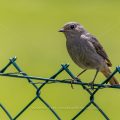 Hausrotschwanz (Phoenicurus ochruros) Weibchen