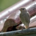 Hausrotschwanz (Phoenicurus ochruros) Weibchen