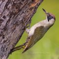 Grünspecht (Picus viridis) Weibchen