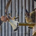 Turmfalke (Falco tinnunculus) Jungvogel wird gefüttert