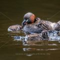 Zwergtaucher (Tachybaptus ruficollis) mit Jungen