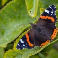 Admiral (Vanessa atalanta)