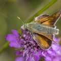 Schwarzkolbiger Braun-Dickkopffalter (Thymelicus lineola)