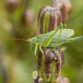 Zwitscherschrecke (Tettigonia cantans) Weibchen