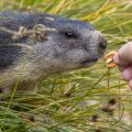 Alpenmurmeltier (Marmota marmota) wird mit Walnuss gefüttert