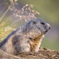 Alpenmurmeltier (Marmota marmota)