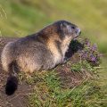 Alpenmurmeltier (Marmota marmota)