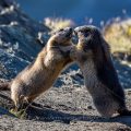 Alpenmurmeltiere (Marmota marmota) streiten sich