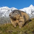 Alpenmurmeltier (Marmota marmota) mit Großglockner