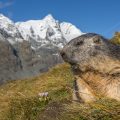 Alpenmurmeltier (Marmota marmota) mit Großglockner