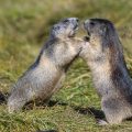 Alpenmurmeltiere (Marmota marmota) streiten sich