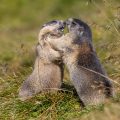 Alpenmurmeltiere (Marmota marmota) streiten sich