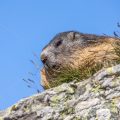 Alpenmurmeltier (Marmota marmota)