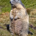 Alpenmurmeltier (Marmota marmota)
